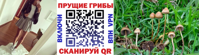 Псилоцибиновые грибы Magic Shrooms  Купить закладки  Верхнеуральск 